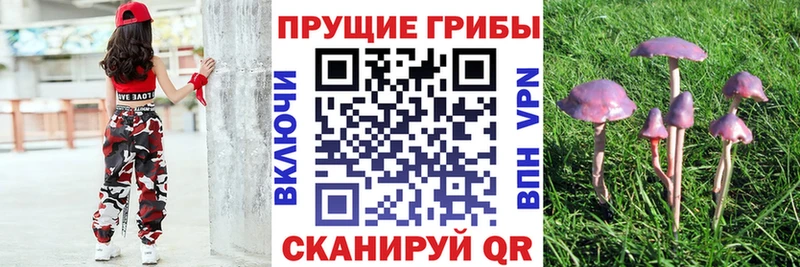 где можно купить наркотик  Алушта  кракен как войти  Псилоцибиновые грибы прущие грибы 